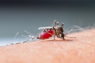 Imagem ilustrativa do artigo Prevenção da dengue: 4 medidas simples para evitar a doença