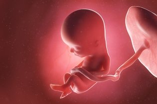Imagem ilustrativa do artigo Desenvolvimento do bebê - 13 semanas de gestação