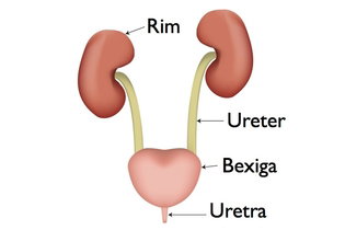 Localização dos rins e dos ureteres