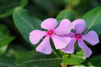 Vinca Vinca