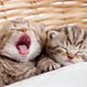 5 doenças que podem ser transmitidas pelos gatos