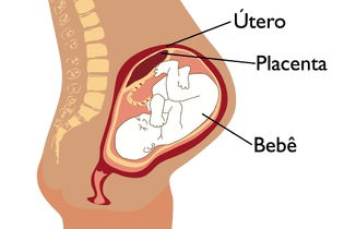 Placenta normal