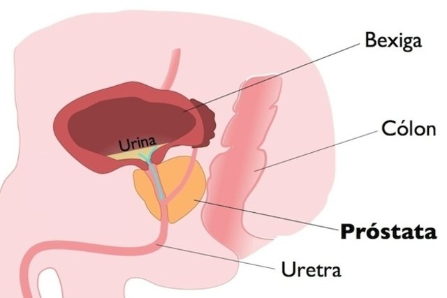 Localização da próstata