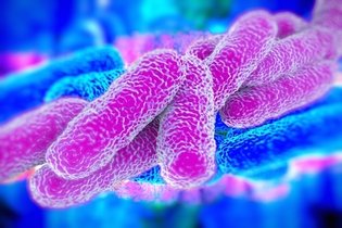 Superbactérias: o que são, quais são e como é o tratamento