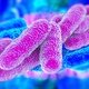 Superbacterias: qué son, tipos y tratamiento