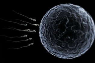 Imagem ilustrativa do artigo Como entender o resultado do espermograma