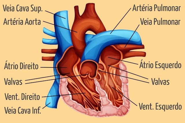 Resultado de imagem para sistema cardiovascular