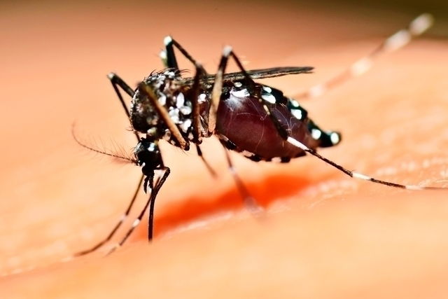 Ciclo De Vida Do Mosquito Aedes Aegypti Principais Fases Tua Sa De