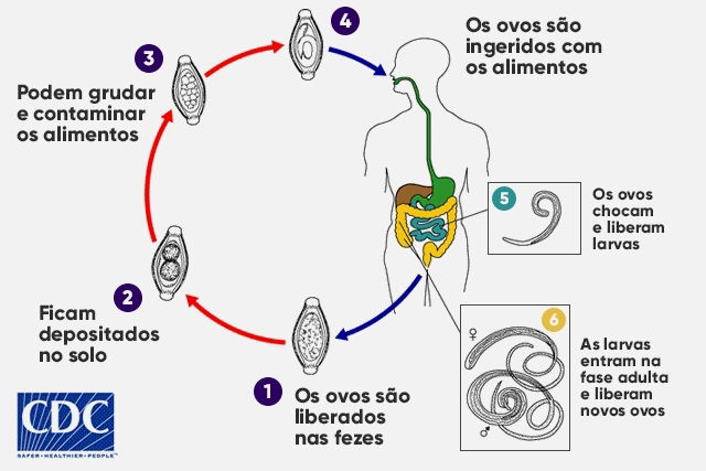 Tricur Ase Trichuris Trichiura O Que Sintomas E Tratamento Tua Sa De