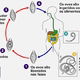 Tricuríase (Trichuris trichiura): o que é, sintomas e tratamento