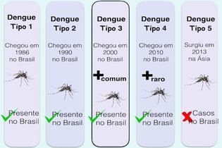 Imagen ilustrativa del artículo Tipos de dengue: cuántos hay y dudas comunes