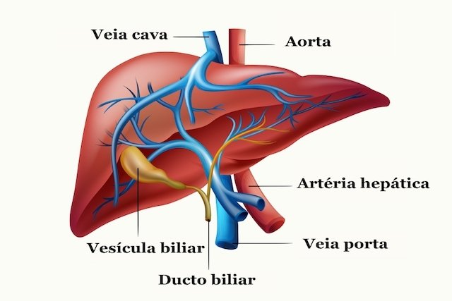 Anatomia do fígado