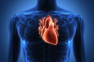Imagen ilustrativa del artículo Enfermedades cardiovasculares: qué son y cuáles son las principales