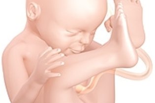 Desenvolvimento do bebê - 33 semanas de gestação - Tua Saúde