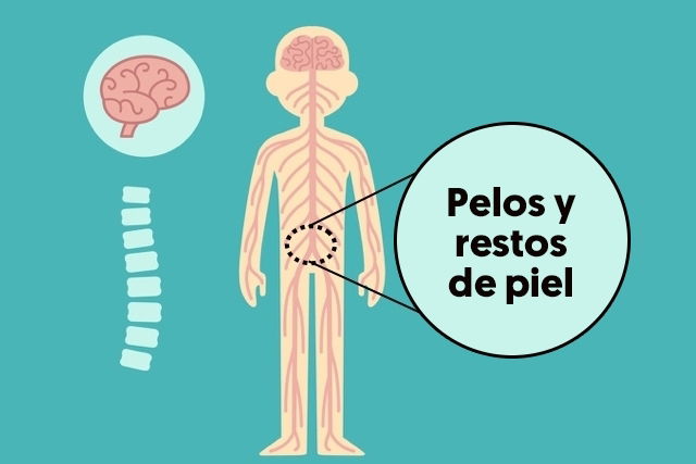 Quiste Pilonidal: Qué Es, Síntomas Y Tratamiento - Tua Saúde