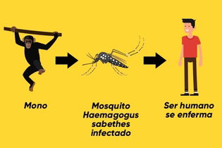 Fiebre Amarilla: Qué Es, Síntomas Y Dudas Más Comunes - Tua Saúde