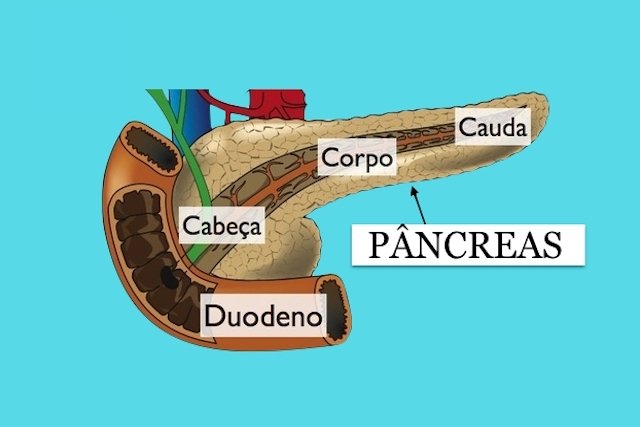 Anatomia do Pâncreas