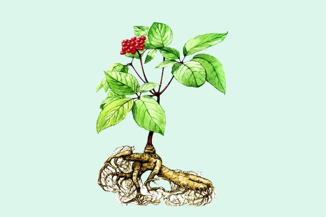 Ashwagandha (Ginseng indiano): o que é, para que serve e como tomar