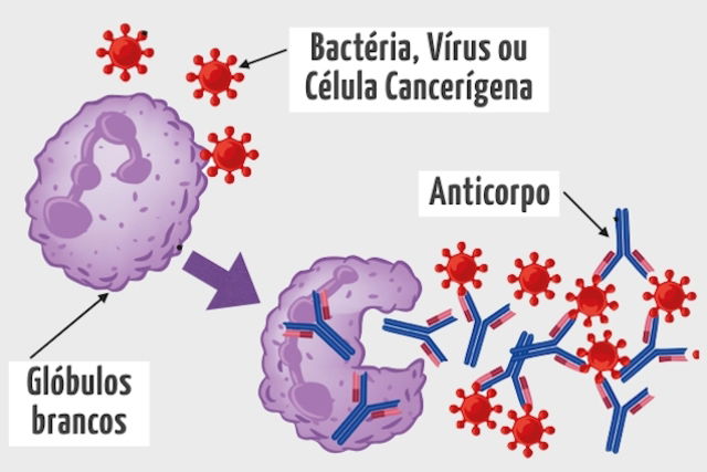 Anticorpos Monoclonais O Que São E Porque Ajudam A Tratar Doenças