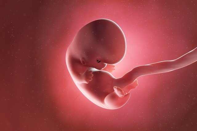 Imagen ilustrativa del artículo 8 semanas de embarazo: desarrollo del bebé y cambios en la mujer