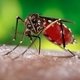 ¿El dengue es contagioso? (y otras dudas)