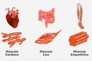 Imagem ilustrativa do artigo Sistema muscular: função, classificação e tipos de músculo