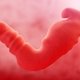 1 a 3 Semanas de embarazo: desarrollo del bebé y cambios en la mujer