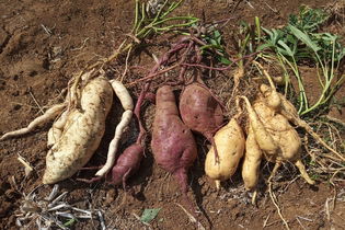 Illustrative image of the article 9 Benefits of Sweet Potatoes (plus Nutritional Info & Recipes)