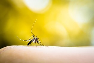 Síntomas del dengue clásico y hemorrágico (con test online)
