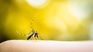 Síntomas del dengue clásico y hemorrágico (con test online)