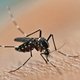 5 secuelas y complicaciones del dengue
