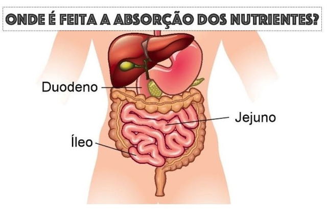 Absorção De Nutrientes Como Acontece E O Que Pode Prejudicar Tua Saúde 9437