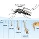Ciclo de vida do mosquito Aedes aegypti