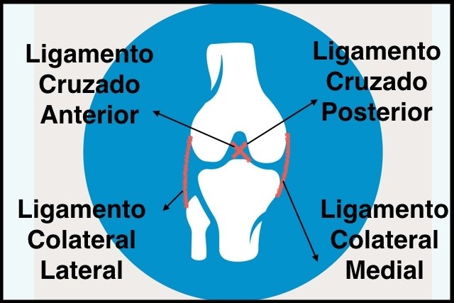 Resultado de imagem para ligamentos do joelho