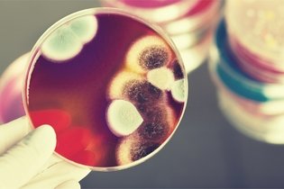 10 enfermedades causadas por hongos (y cómo es el tratamiento)