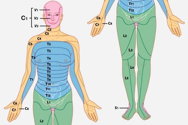 Dermátomos o que são onde ficam e qual a diferença para miótomo Tua Saúde
