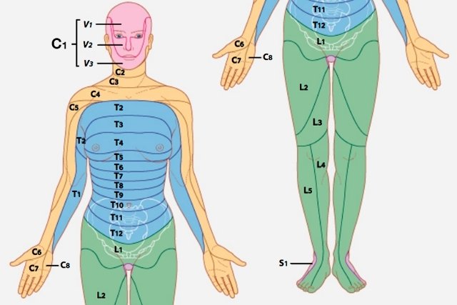 Mapa de dermatomas y miotomas del corpo