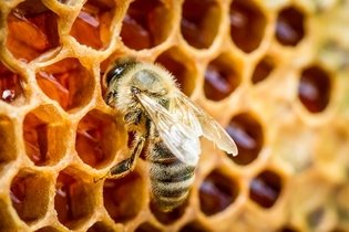 Imagen ilustrativa del artículo Picadura de abeja o avispa: síntomas y qué hacer