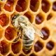 Picadura de abeja o avispa: síntomas y qué hacer