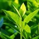 Chá verde: para que serve e como tomar