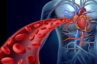 Sistema cardiovascular: funciones, órganos y enfermedades