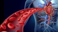 Sistema cardiovascular: funciones, órganos y enfermedades
