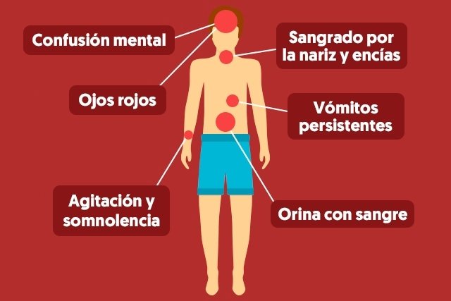 Síntomas del dengue clásico y hemorrágico (con test online) - Tua Saúde