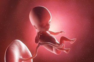 Imagem ilustrativa do artigo Desenvolvimento do bebê - 14 semanas de gestação