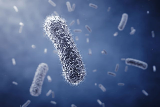 Escherichia Coli E Coli O Que Sintomas Transmiss O E Tratamento