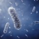 Escherichia coli (E. coli): o que é, sintomas, transmissão e tratamento