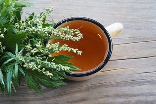 Illustrative image of the article Mugwort: Health Benefits, How to Make Tea & Side Effects