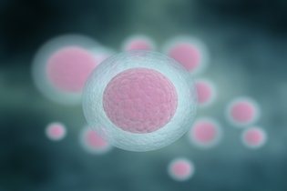 Imagen ilustrativa del artículo Células madre: qué son, para qué sirven y tipos