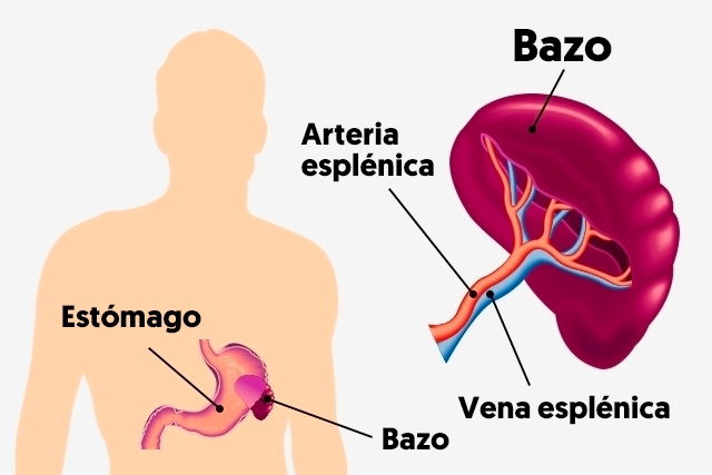 splenomegaly-what-is-it-causes-symptoms-and-treatment