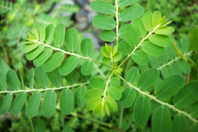 Chanca Piedra: Uses, How to Make Tea & Side Effects - Tua Saúde